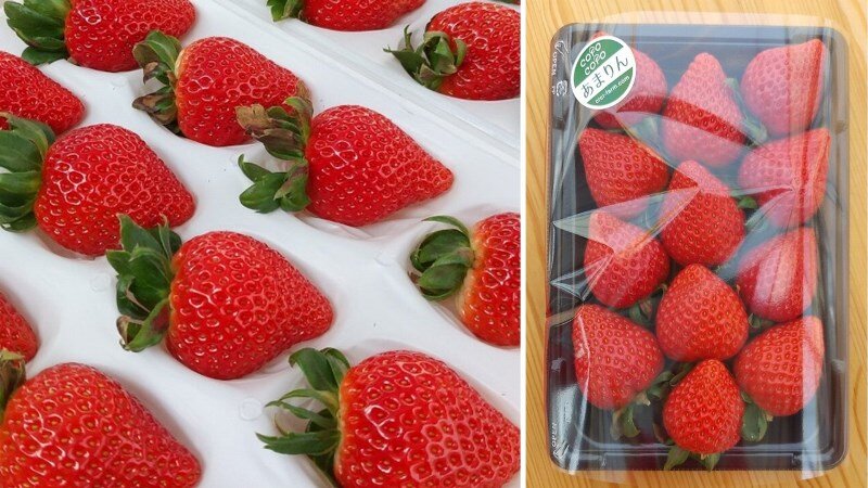 コロコロいちごファームのいちご狩りに新品種「あまりん」が登場